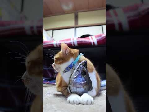 新巻鮭頭　のせ猫　250115　のせ猫　新巻鮭　 cat cute ネコ　 猫のいる暮らし　 ねこ　 cutecat… サムネイル