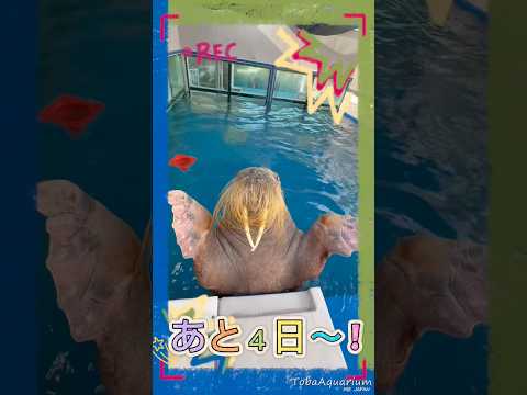 《鳥羽水族館》セイウチ「ツララ」の誕生日まであと４日‼️鳥羽水族館 animals セイウチ walrus 誕生日 サムネイル
