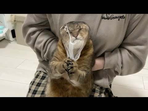爪切り嫌いな猫を洗濯ネットで顔面を覆って爪切りした結果ww サムネイル