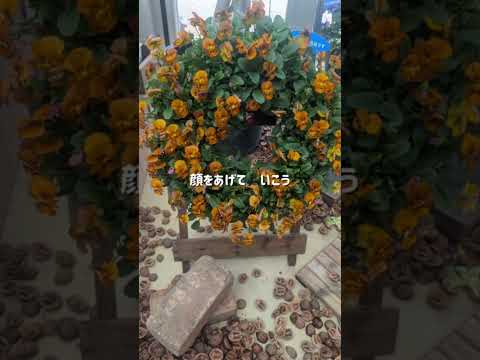 2026年4月14日豊平公園パンジービオラ展パンジービオラ