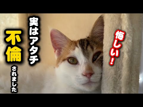 雛祭りの日に浮気されてしまった子猫 サムネイル