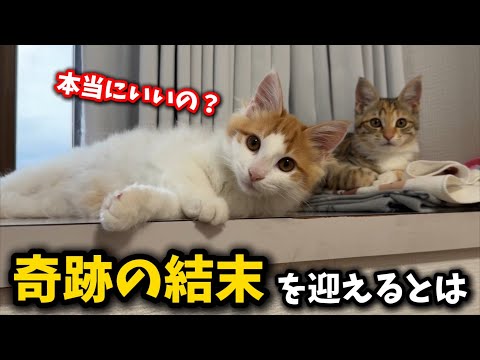 ゴミ屋敷で生まれた子猫に奇跡が起きました