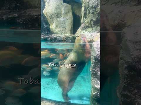 《鳥羽水族館》カピバラ「モツァオ」の日常🌱　鳥羽水族館 tobaaquarium animals カピバラ capyb… サムネイル