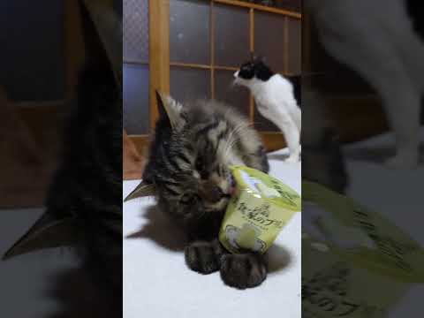 美食家のプリン　260323　のせ猫　 cat　 cute　 kitten　 cutecat　 kitty anima… サムネイル
