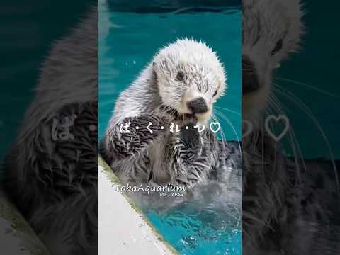 《鳥羽水族館》魅力爆裂ラッコ🦦🦦 ラッコの『キラ』と『メイ』です♡ 鳥羽水族館 tobaaquarium ラッコ se… サムネイル