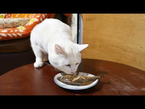 ちゃぶ台の上の焼きタナゴ　260310 サムネイル