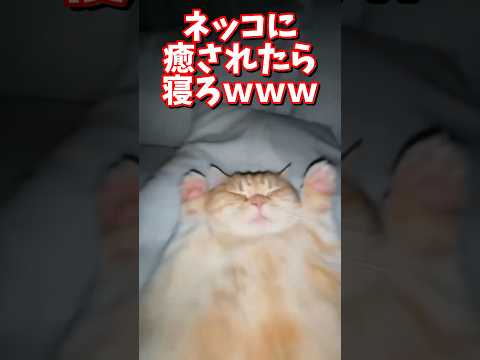 ネッコの動画で癒されたら寝ろｗｗｗ　2ch  動物  猫 癒やし ねこ動画 サムネイル