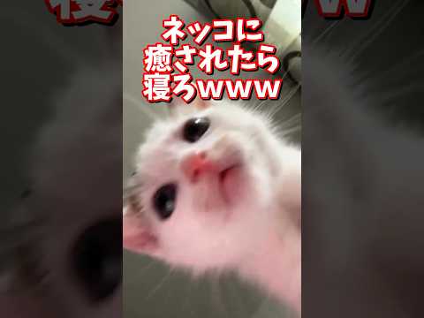 ネッコの動画で癒されたら寝ろｗｗｗ　#2ch  #動物  #猫 #癒やし #ねこ動画 サムネイル