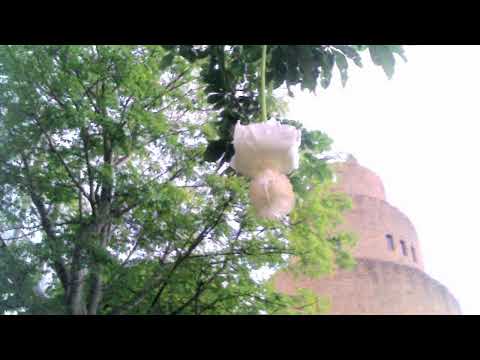 【神秘の花】アフリカバオバブ開花ライブ映像　＠熱帯ドリームセンター サムネイル