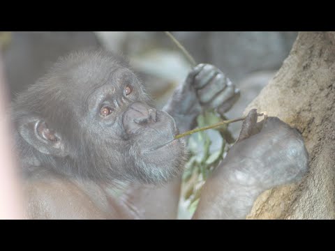 既に１２時を過ぎているけど、まだオヤツ探しの旅は続いている。変われば変わるものだ。　天王寺動物園　チンパンジー　202… サムネイル