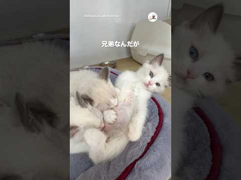兄弟なんだが…｜PECO サムネイル