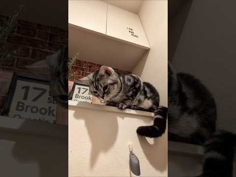 アメショーのラッテ アメショ アメリカンショートヘア 猫と暮らす家猫との暮らし猫 サムネイル