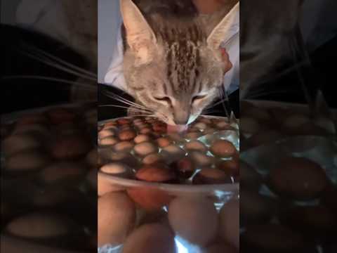 生配信中に猫が乱入して中断せざるを得なくなった瞬間Cat Crashes the Live Stream サムネイル