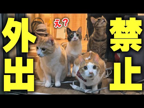 猫たちの大好きなベランダは、しばらく「外出禁止」となりました。 サムネイル