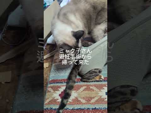 避妊手術後2月10日shortsfunny cat猫避妊手術 サムネイル