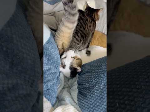 狭いって サムネイル