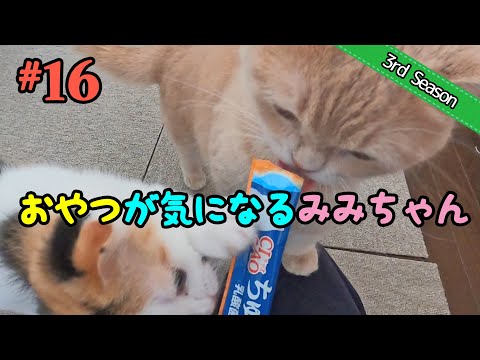 ＜3rd＞160　おやつを食べるブランくんに絡んでいくみみちゃん【短足マンチカン・スコティッシュフォールド】 サムネイル