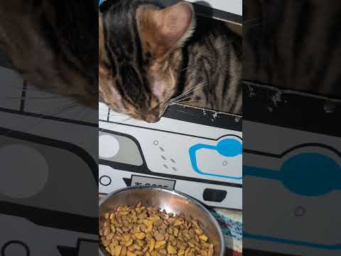 catshorts funny サムネイル