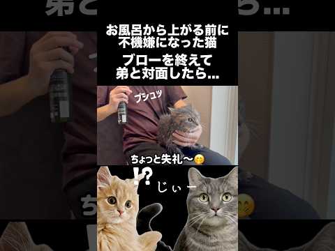 お風呂で機嫌が悪くなった猫を乾かしていきます shorts 猫 猫のいる暮らし サムネイル