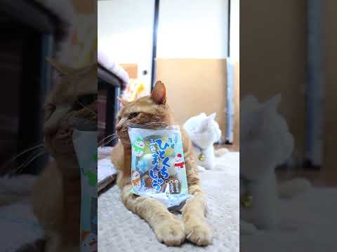 薄皮ひとくち三色まんじゅう 冬季限定　260120　のせ猫　　 cat cute cutecat　 pets ネコ f… サムネイル