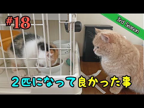 ＜3rd＞18　２匹になって良かったこと、少し大変になったこと【短足マンチカン・スコティッシュフォールド】 サムネイル