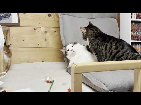 怒られてヘタレ顔になってもなんやかんや仲良しな猫 サムネイル