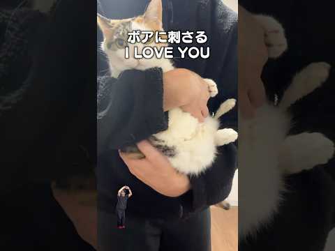 「ボアに刺さるI LOVE YOU」猫あるある|フルはApple Musicほか音楽アプリへ サムネイル