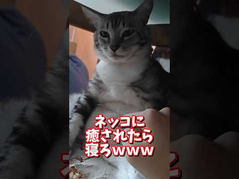 ネッコの動画で癒されたら寝ろｗｗｗ　2ch  動物  猫 癒やし ねこ動画