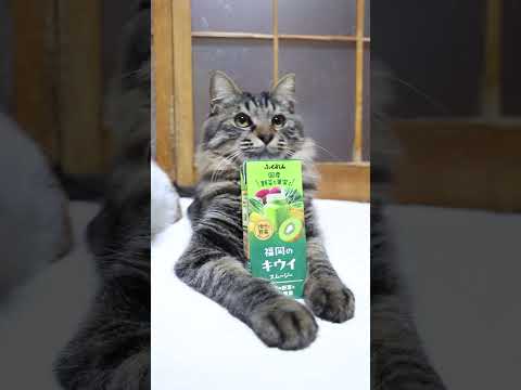 福岡のキウイスムージー　　260220　のせ猫　 cat cute 猫のいる暮らし　 kitten　 ねこ　 ネコ… サムネイル