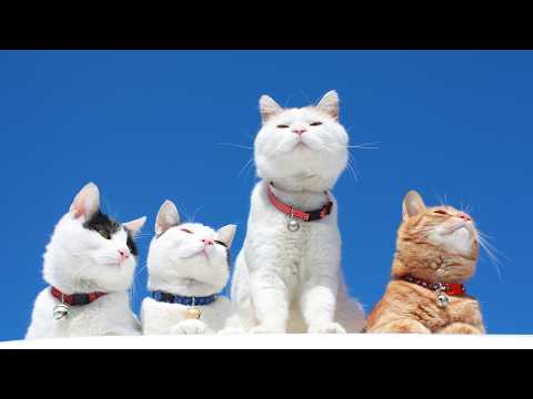 かご猫LIVE配信　2026年6月6日