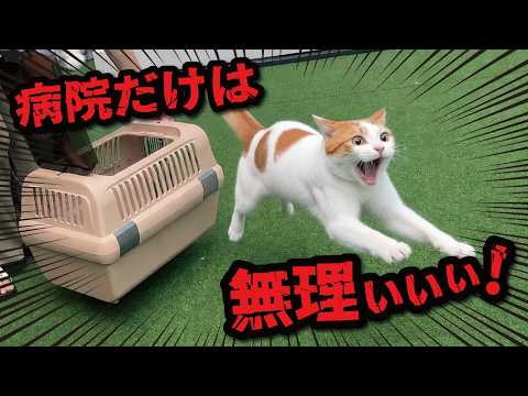 もうすぐ12歳になる先住猫を病院バッグに入れようとした結果… サムネイル