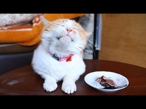 ちゃぶ台の上のかつおのたたきと猫たち　260105 サムネイル