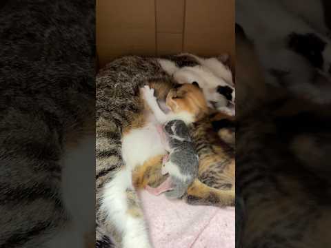 生後0日の仔猫を無関係の母猫に預けてみた サムネイル