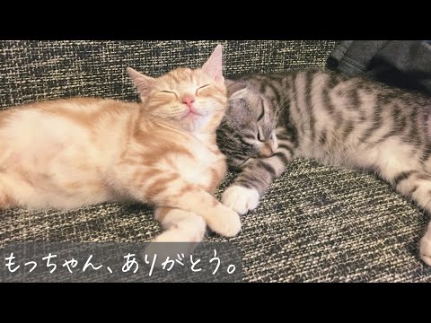 感動の別れと感謝の歌！もっちゃんへ捧げる「もっとちゃんと」