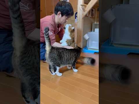 父ちゃん、毛繕いありがとう