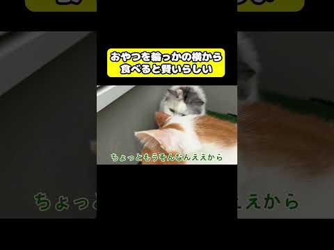 おやつを輪っかの横から食べると賢いらしい…猫 おもしろ アテレコ ニャンチューバーつくし サムネイル