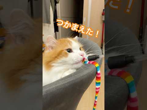 ぴょこっとマンチカン♪マンチカン短足 なんちゃん