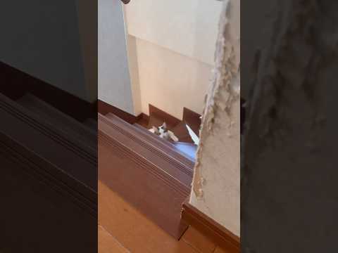 のっそり、のっそり