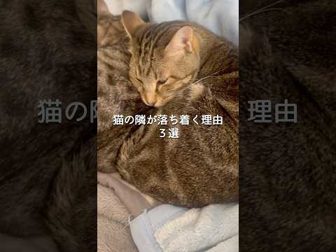 猫の隣が落ち着く理由3選 猫 ねこ 猫のいる暮らし ねこのいる生活 保護猫 猫動画 ねこ動画 猫のいる生活 雑学 豆知… サムネイル