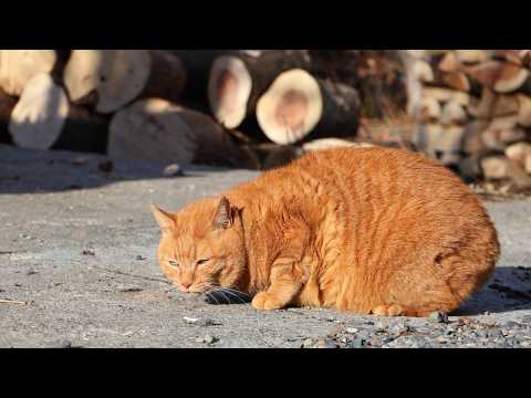 麦茶ダッシュ　260407 サムネイル