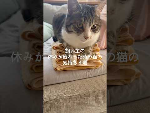 飼い主の休みが終わった時の猫の気持ち3選 猫 ねこ 猫好きさんと繋がりたい 猫のいる暮らし 猫動画 ねこのいる生活 雑…
