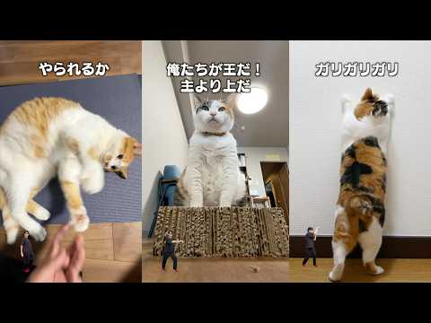 猫飼ってる人にしかワカラナイ８連発 サムネイル
