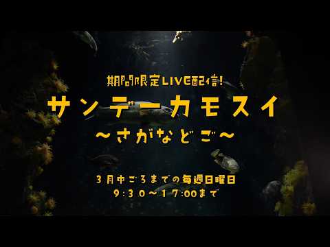 期間限定LVE配信！ サンデーカモスイ ～さがなどご～ サムネイル