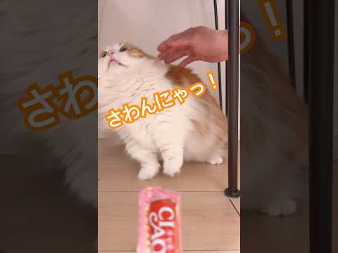 この反応…完全に察してるロングバージョン猫 マンチカン短足 なんちゃん cat サムネイル
