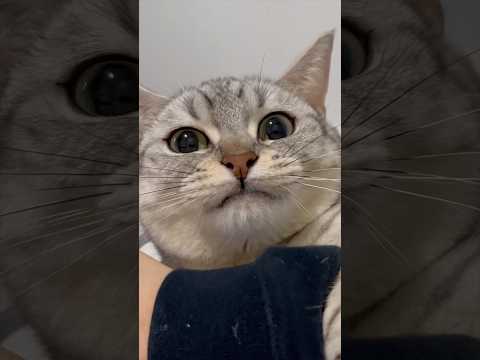 甘えん坊猫たちと、猫好きパパの日常www cat 猫 サムネイル