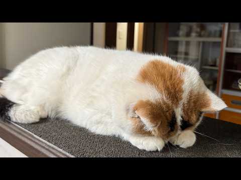 嫌なことが重なりすぎて拗ねた猫 サムネイル