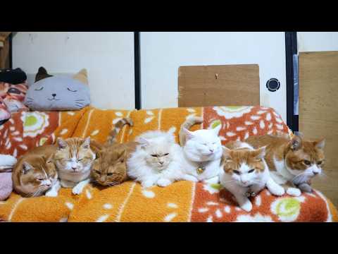 7匹の茶白猫たち　260228 サムネイル