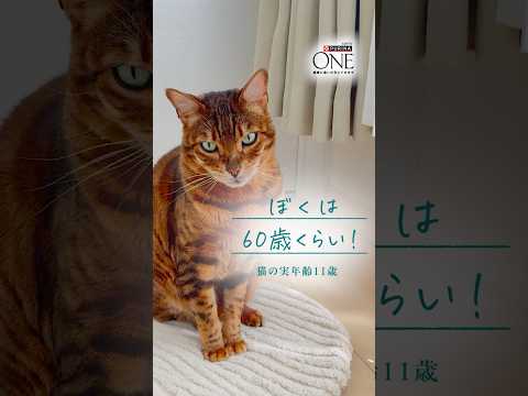 😺猫ちゃんの11歳は人間なら60歳。今の身体に合わせた「食事の選択」 サムネイル