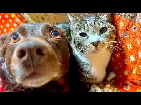 噛まれて元気がなくなった猫のその後 サムネイル