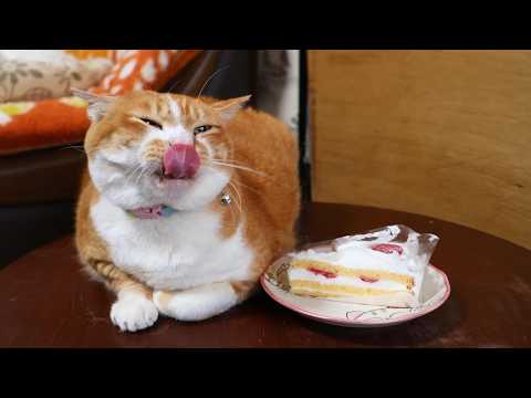 ちゃぶ台の上のいちごショートケーキ　260705